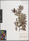 Foto von Salix cinerea L.